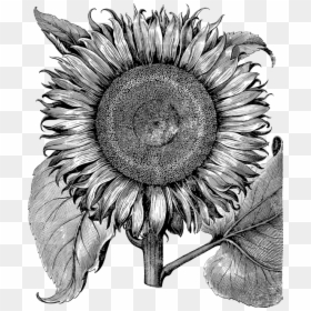 Sunflower, Flower, Line Art, Vintage, Detailed, Botany - Sunflower Drawing, HD Png Download - white sunflower png