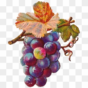 Transparent Grapevine Png - Digital Art Of Grapes, Png Download - grapes png image