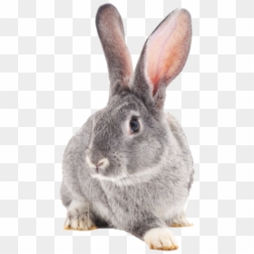 Rabbit Png Transparent Image - White And Grey Rabbits, Png Download - rabbit png images