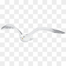 Seabird, HD Png Download - white pigeon flying png