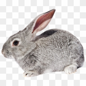 Кролик На Белом Фоне, HD Png Download - rabbit png images