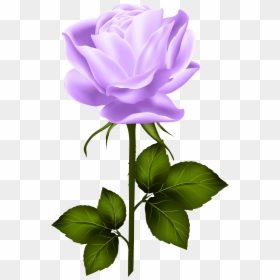 Shabby Chic Flowers, Hybrid Tea Roses, Single Rose, - Purple Rose With Stem, HD Png Download - single rose flowers png