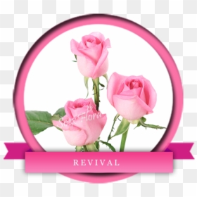 Taj Mahal /top Secret Rose Grower And Exporter In Malaysia, - Rose, HD Png Download - taj mahal clip art png