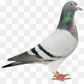 Transparent Background Pigeon Png, Png Download - pigeon fly png