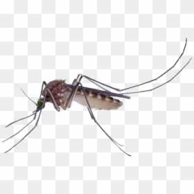 Marsh Mosquitoes Pest Control Culex Pipiens Fly - Mosquitoes Png, Transparent Png - no mosquito png