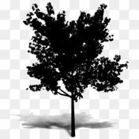 Autumn Trees Png Image Clipart - Red Pine, Transparent Png - treespng