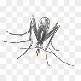 Clip Art Mosquito Pictures, HD Png Download - no mosquito png