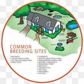Mosquito Breeding In Homes, HD Png Download - no mosquito png