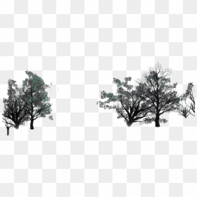 Oak, HD Png Download - lite png