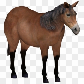 Exmoor Pony - Sorrel, HD Png Download - ponies png