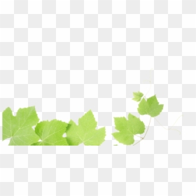 Grapes Leaves - Grape Leaves Transparent Background Png, Png Download - grapes leaf png