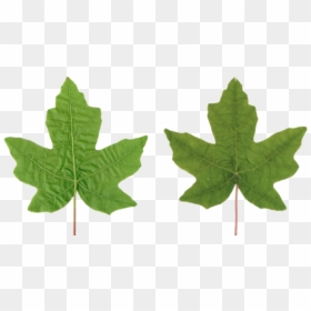 Png Leaves Texture, Transparent Png - grapes leaf png