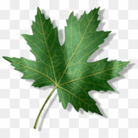 Entry1 Zpsaxgpb44y - Maple Leaf, HD Png Download - grapes leaf png