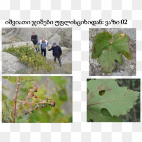 Georgian Grape Varieties - Vitis, HD Png Download - grapes leaf png