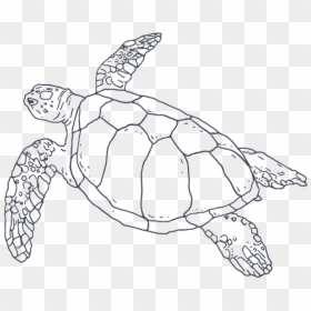 Turtle-icon - Hawksbill Sea Turtle, HD Png Download - turtle icon png