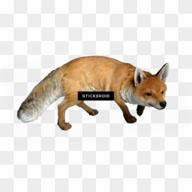 Real Woodland Animals , Png Download - Real Fox Png, Transparent Png - woodland png