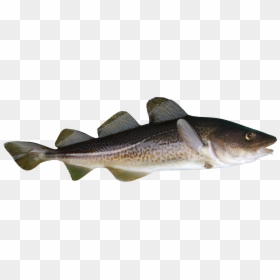 Transparent Cod Png - Baltic Cod, Png Download - bo3 supply drop png