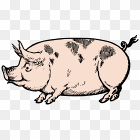 Transparent Vintage - Drawings Of Fat Pigs, HD Png Download - cute line png