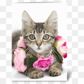 I Love Lucy Kitten Greeting Card - Tabby Cat, HD Png Download - i love lucy png