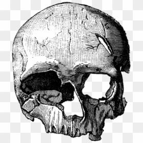 Cro Magnon Skull Drawing, HD Png Download - calaveras png