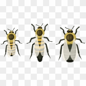 Organizacion De Las Abejas, HD Png Download - abeja png