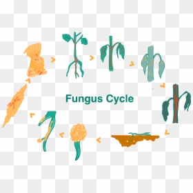Illustration, HD Png Download - roots vector png