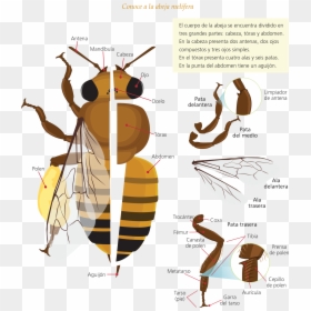 Anatomia De La Abeja, HD Png Download - abeja png