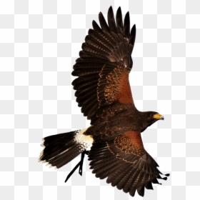 Roman Eagle Png, Transparent Png - roman eagle png