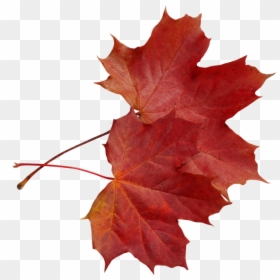Foliage, Autumn, Maple, Clone, In The Fall, Colored - Maple Leaf, HD Png Download - clone png