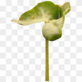 Transparent Bean Plant Png - Sweet Pea, Png Download - sprouts logo png