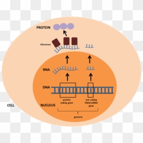 Genome Microrna, HD Png Download - puppet master png