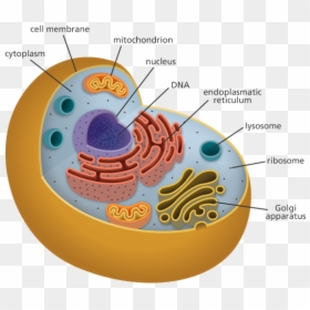 Organelles Biology, HD Png Download - ribosomes png