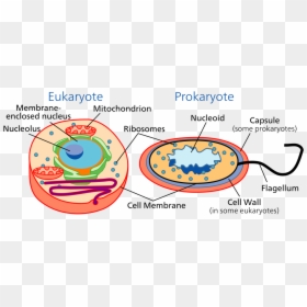 Different Between Eukaryotic And Prokaryotic - Prokaryotes And Eukaryotes, HD Png Download - ribosomes png