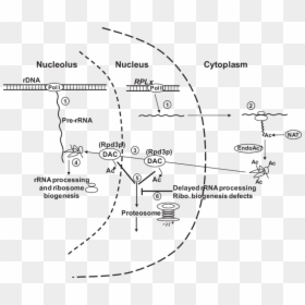Acetylation, HD Png Download - ribosomes png