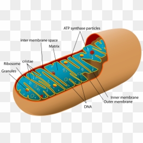 Transparent Ribosomes Clipart - Mitochondria Structure, HD Png Download - ribosomes png