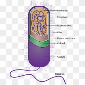 Bio Oxygen Filters Bacteria To Stop Disease Spreading - Illustration, HD Png Download - ribosomes png