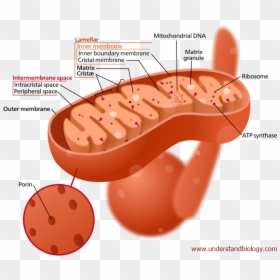 Mitochondria - Mitochondria Cross Section View, HD Png Download - ribosomes png