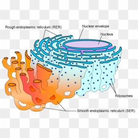 Smooth And Rough Endoplasmic Reticulum, HD Png Download - ribosomes png