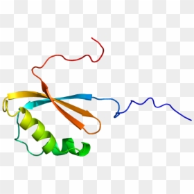 Protein Rpl12 Pdb 1wib - Rpl12 Protein, HD Png Download - ribosomes png
