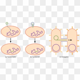 Illustration A Shows A Small, Circular Piece Of Dna - Transformation In Prokaryotic Bacteria, HD Png Download - ribosomes png