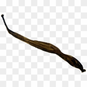 Brown Black Foliage Cartoon Transparent - Twig, HD Png Download - drift wood png