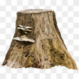 Tree Stump Photography Clip Art - Tree Stump Png, Transparent Png - drift wood png