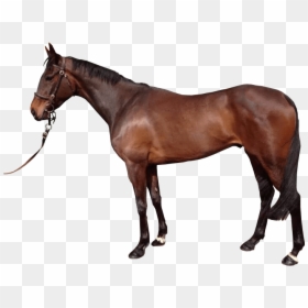 Brown Horse With Reigns Transparent Image - Horse With No Background, HD Png Download - stallion png