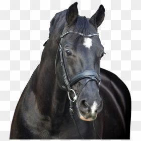 Negro Stallion, HD Png Download - stallion png