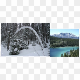 Picture - Taiga In The Winter, HD Png Download - taiga png