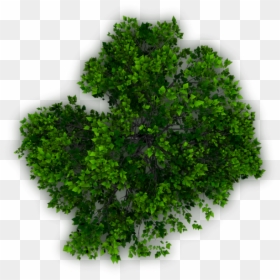 Tree Top View Png For Photoshop, Transparent Png - d20 png