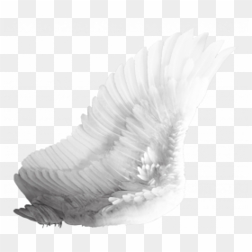 Angel Wings Transparent Png, Png Download - wing png