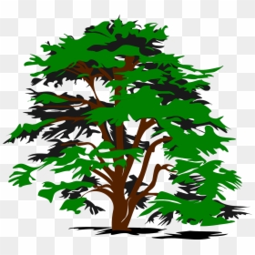 Trees Clipart Black And White, HD Png Download - tree vector png