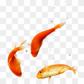 Thumb Image - Peixe De Aquário Png, Transparent Png - peixe png