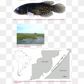 Catfish, HD Png Download - peixe png